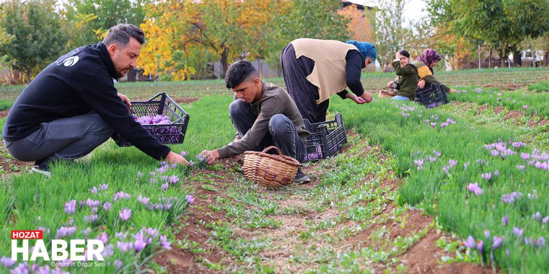 Deneme Amaçlı Başladı, kilosu 200 Bin Liraya Satılıyor 4